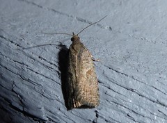 Harmologa