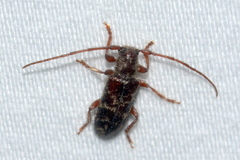 Eupogonius tomentosus