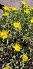 Heterotheca pumila
