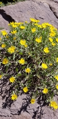 Heterotheca pumila