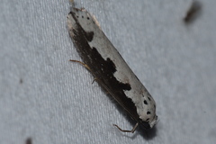 Ethmia bipunctella