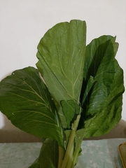 Brassica chinensis