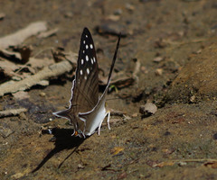 Marpesia merops