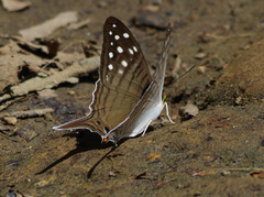 Marpesia merops