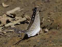 Marpesia merops