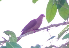 Patagioenas subvinacea