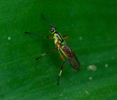 Raphiocerinae