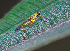 Raphiocerinae