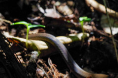 Mastigodryas pulchriceps