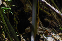 Mastigodryas pulchriceps