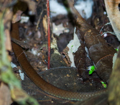 Mastigodryas pulchriceps