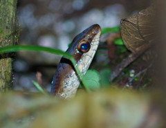 Mastigodryas pulchriceps