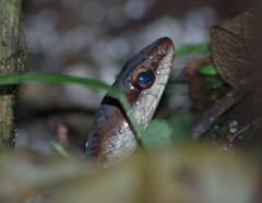 Mastigodryas pulchriceps