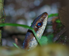 Mastigodryas pulchriceps