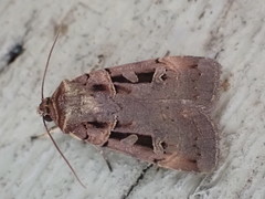 Pseudohermonassa tenuicula