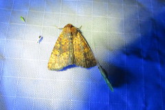 Perigea xanthioides