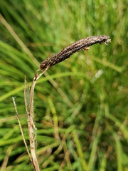 Carex nudata