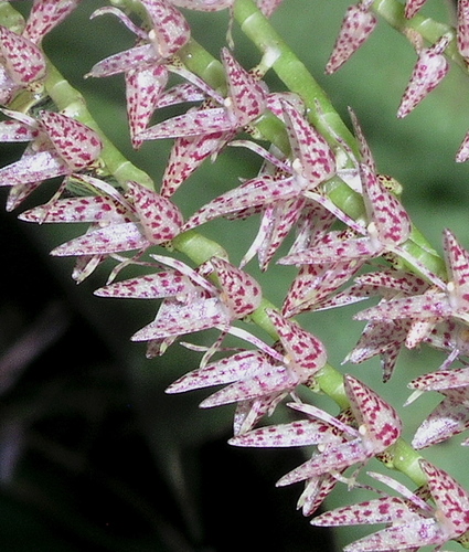Pleurothallis revoluta