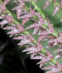 Pleurothallis revoluta