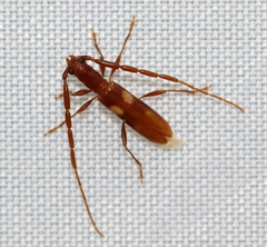 Heterachthes quadrimaculatus