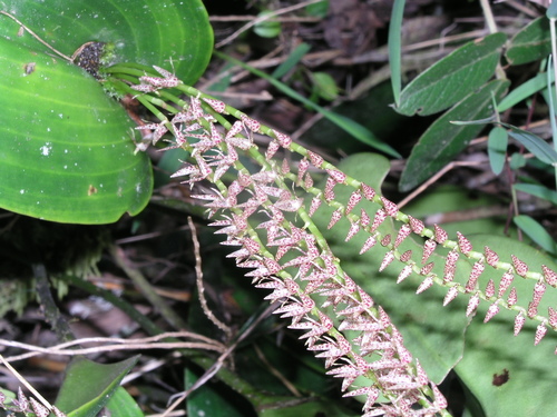 Pleurothallis revoluta, photograph 2