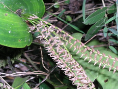Pleurothallis revoluta