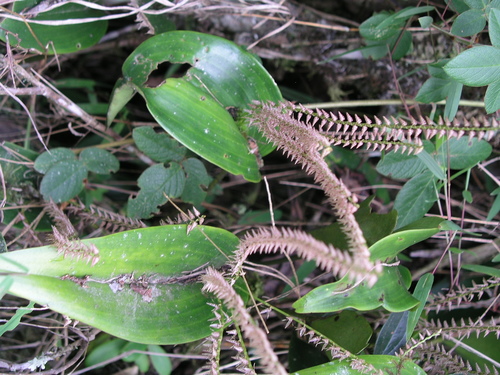 Pleurothallis revoluta, photograph 4