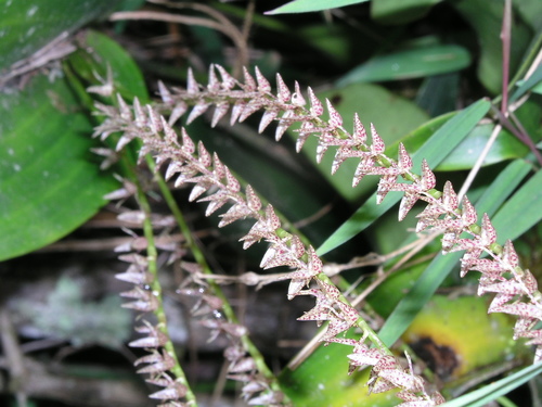 Pleurothallis revoluta, photograph 1