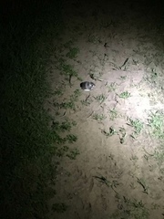 Dipodomys californicus