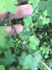 Ribes divaricatum