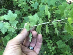 Ribes divaricatum