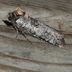 Epilecta linogrisea
