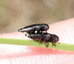 Taphrocerus