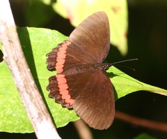 Biblis