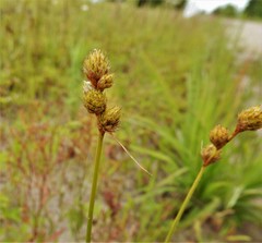 Carex cumulata