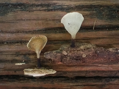 Polyporus leprieurii