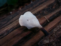 Polyporus leprieurii