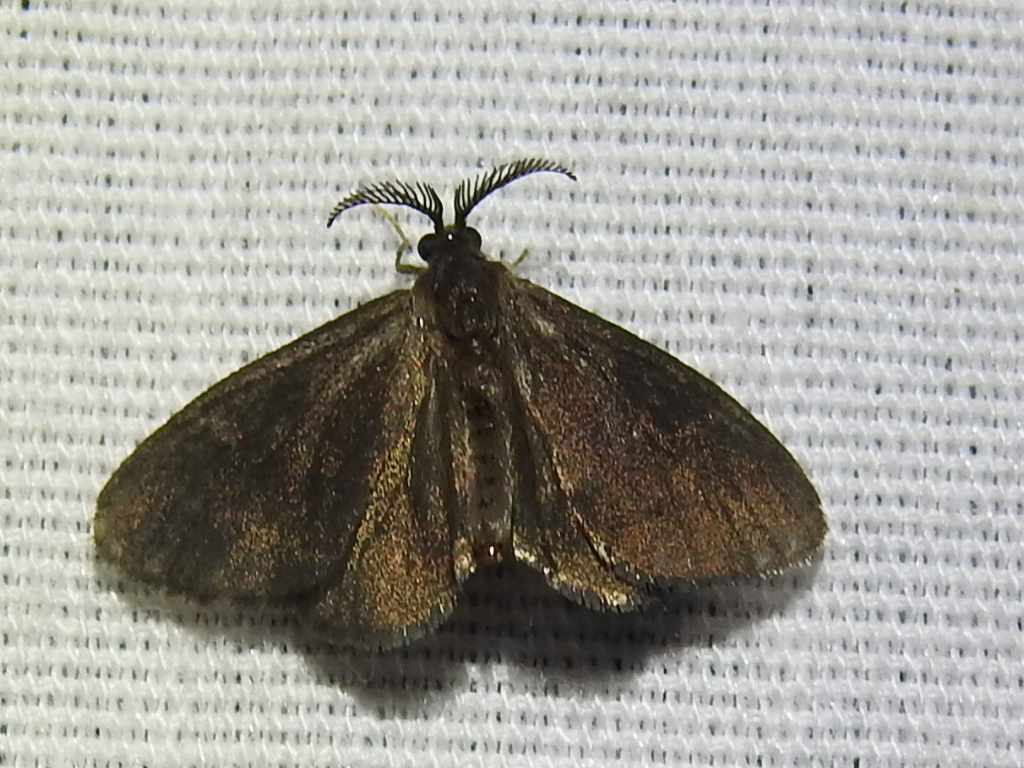 Glover's Bagworm Moth