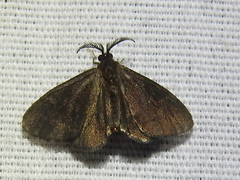 Glover's Bagworm Moth