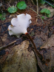 Neodictyopus dictyopus