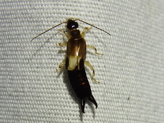 Forficuloidea