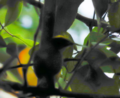 Arremon brunneinucha