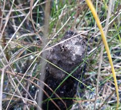 Crematogaster parapilosa
