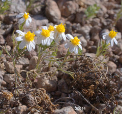 Thymophylla concinna