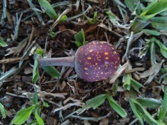 Ficus macrophylla macrophylla
