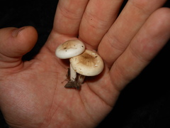 Hygrophorus occidentalis