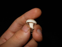 Hygrophorus occidentalis