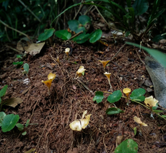 Cotylidia aurantiaca