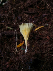 Cotylidia aurantiaca