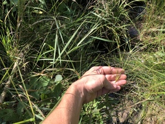 Juncus brachycephalus